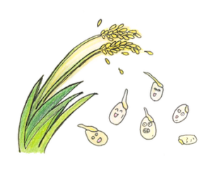 発芽玄米イラスト