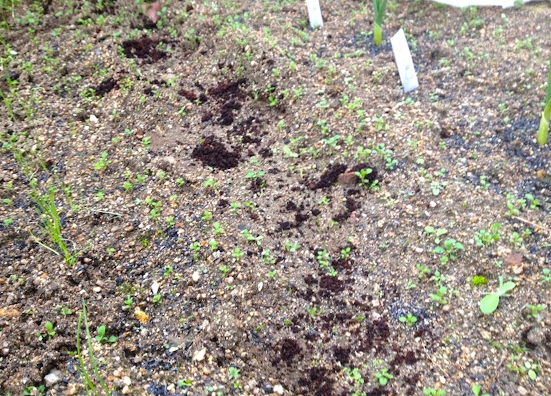 コーヒーかすで猫よけ 家庭菜園荒らされた 効果あるか試してみた トドログ