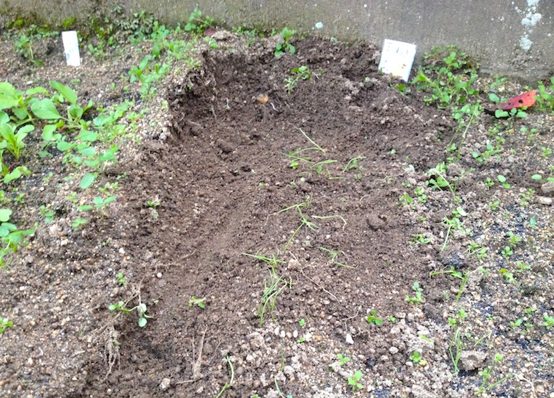 コーヒーかすで猫よけ 家庭菜園荒らされた 効果あるか試してみた トドログ